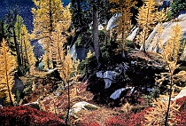 Alpine Larch & Huckleberry on Hillside